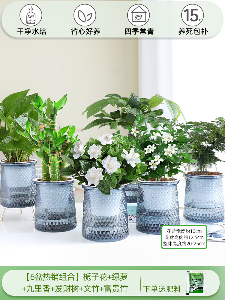 [6 화분 핫셀 조합] 치자나무 + 청무 + 구리향 + 돈나무 + 아스파라거스 + 행운죽