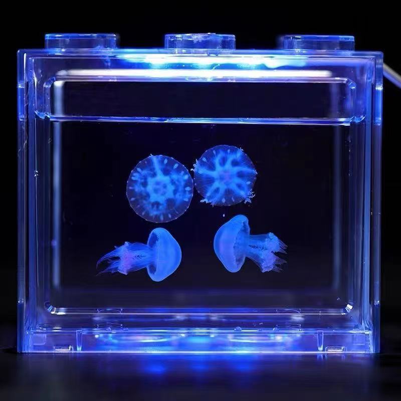 Live Jellyfish Suitable for Students and Children, Rare Pet for Home Use, Glowing Tank