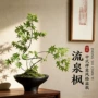 流泉陶瓷无孔绿植枫树