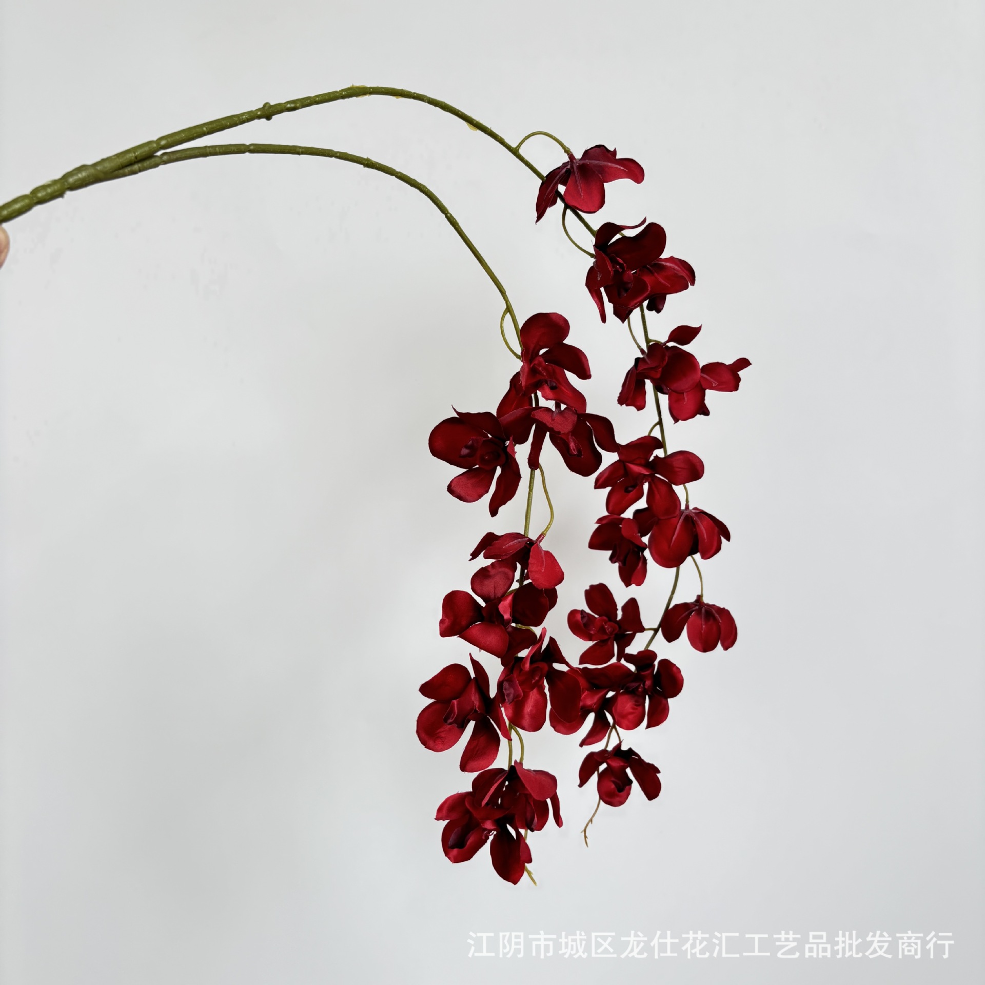 매달린 밴다이 난초