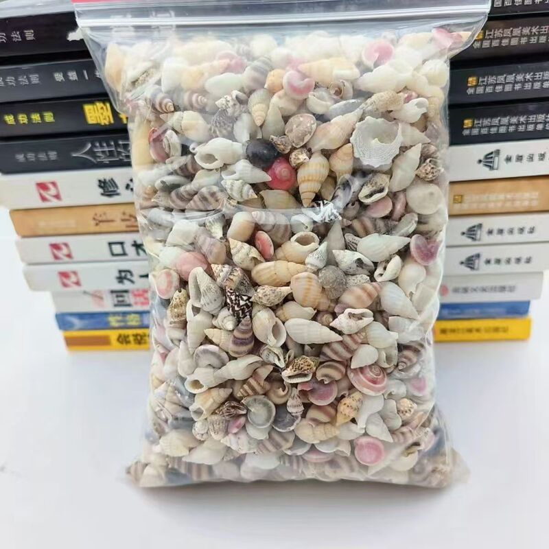 Package Materials Micro-Landscape Small Shells Pure Natural Fish Tank Landscaping Children's Handmade Kindergarten Rolled-Edge Shells and Conch Shells