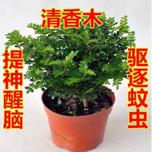 ����ľ ���~��ɢ�l��ζ �k������С�����^�~�GɫСֲ���辰 ���]