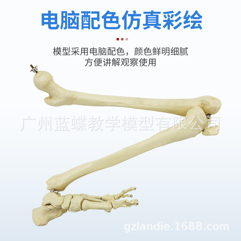 ��Ȼ����֫����ģ�� �ֲ��ؽ�ģ�ʹ���֫ǰ�� �ǿ�ҽѧ��ѧģ��