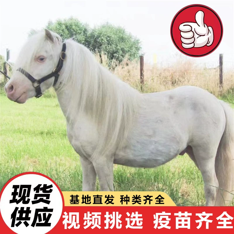 Взрослые и детские прогулки на миниатюрных орхидеевых пони в живописных местах, цена на миниатюрных домашних пони.