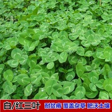 进口籽幸运花籽绿肥多年生四叶草红白易活牧草三叶草种子草坪果园