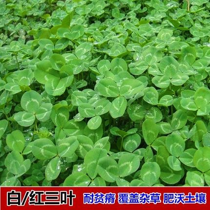 进口籽幸运花籽绿肥多年生四叶草红白易活牧草三叶草种子草坪果园