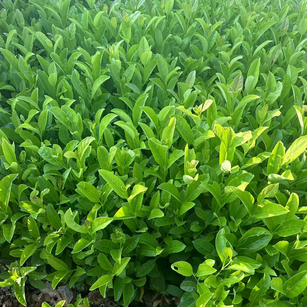 Европейская стручка Тайна Инженерная рассада Озеленение рассады Садовые растения Четыре сезона вечнозеленые