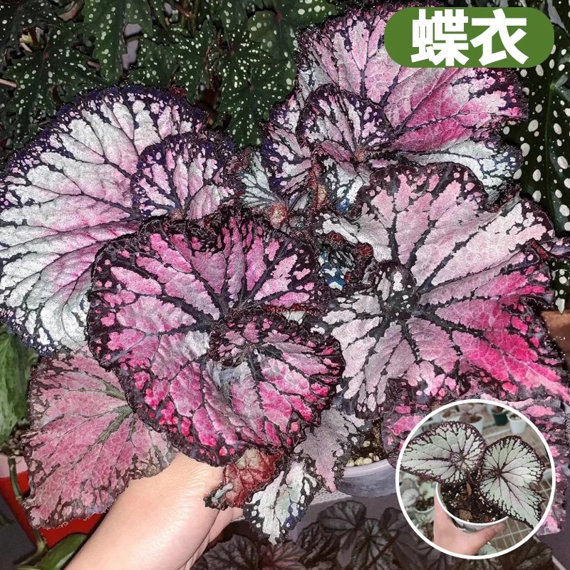 Butterfly clothes [hedgehog leaf begonia]