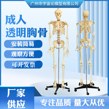厂家批发人体骨骼模型骨架可拆卸 人体脊柱模型仿真小白骷髅标本