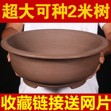 ��ڏ���ɰ����30cm���ϵķN�仨���̖�辰�����մɻ����؃r��}