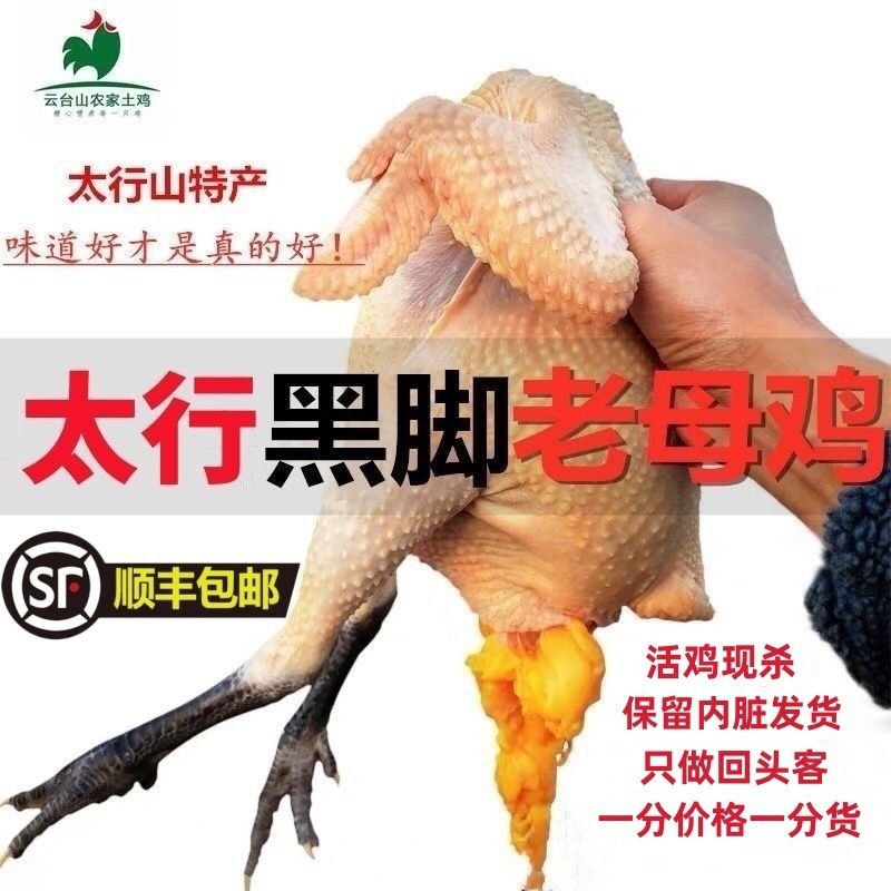 正宗太行山散养黑脚老母鸡黑脚鸡黑脚土鸡老柴鸡草鸡笨鸡两年散养
