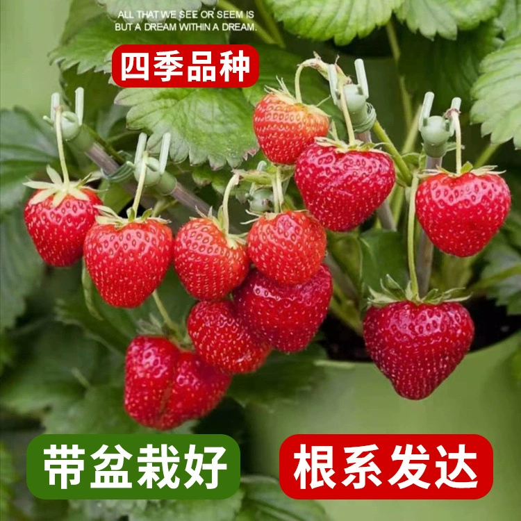 Крем Клубника Рассада Семена в горшке с горшком с почвой Красные результаты Four Seasons Съедобные Балкон Посадка Новая рассада