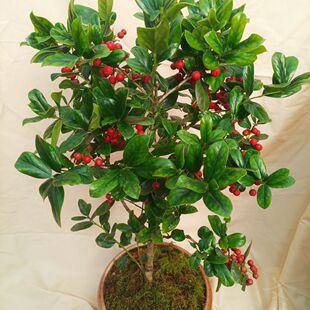 ���������t������M�üt���\���o���۹ǃ����՚�͏d�̨��ؐ