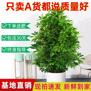 Duck-Foot Wood, Seven-Leaf Lotus, Fortune Tree, Eight Directions to Bring Wealth, Office Living Room, Large Green Plant Potted Plant, Easy to Maintain and Purify the Air