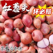 特产酱伴侣毛葱头鬼子葱新货正宗小洋葱小毛葱圆葱农家自种毛葱