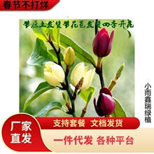 һ�����l��Ц�������ԾG���������ļ����໨��ֲ��ͥԺ�̨�����_