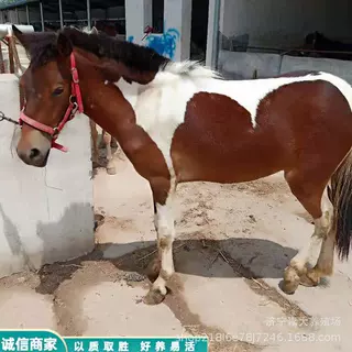 活马真马骑乘马高价回收活马宠物矮马租赁价格蒙古马德宝矮马真马