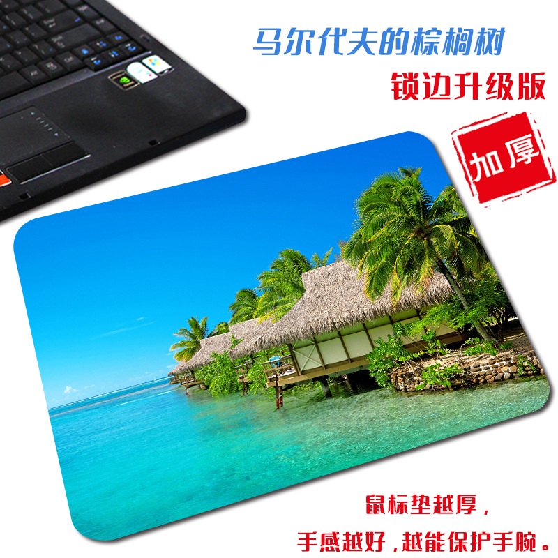 몰디브의 야자수