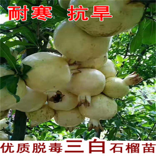 ���r�tܛ��ʯ������ش󿹺���ʯ������ϱ����Nֲ����Ԯ���Y��