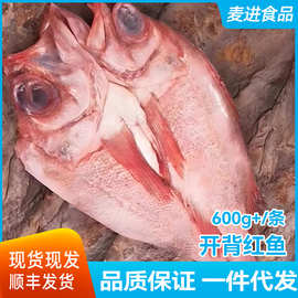 开背红鱼鲜活冷冻大红鱼去内脏海鲜水产新鲜大眼鱼腌制红石斑鱼