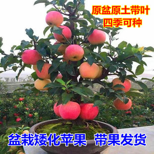 �O�����������Ϸ������Nֲ���Ա������҃�����簫���̨����Y��