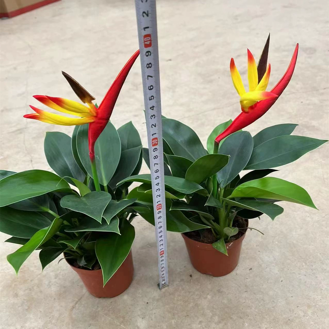 120 чашек искусственный цветок Райская птица растение в горшке комнатная гостиная Клюква лист зеленое растение вечнозеленое растение