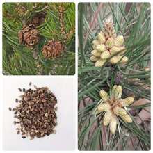 ���ɘ�N�Ӷ��~�ɶ��~�Rβ�ɼtƤ�ɖ|��������~���G��ľ��ľ�N��