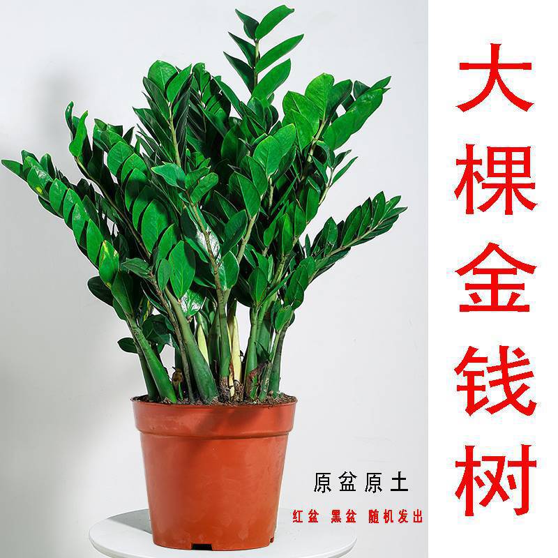 Money Tree Potted Plant Indoor Easy to Care for Living Room Large Pot Ornament Fortune Tree Money String Green Plant Balcony All Seasons