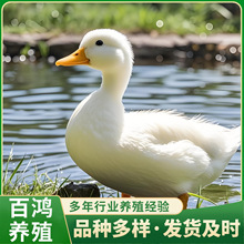 ^p wBֳ WtȌr ÓСB׻