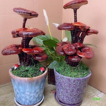 菌包绿植观赏灵芝室内多肉盆景可食用盆栽活大灵芝花盆灵芝真摆件