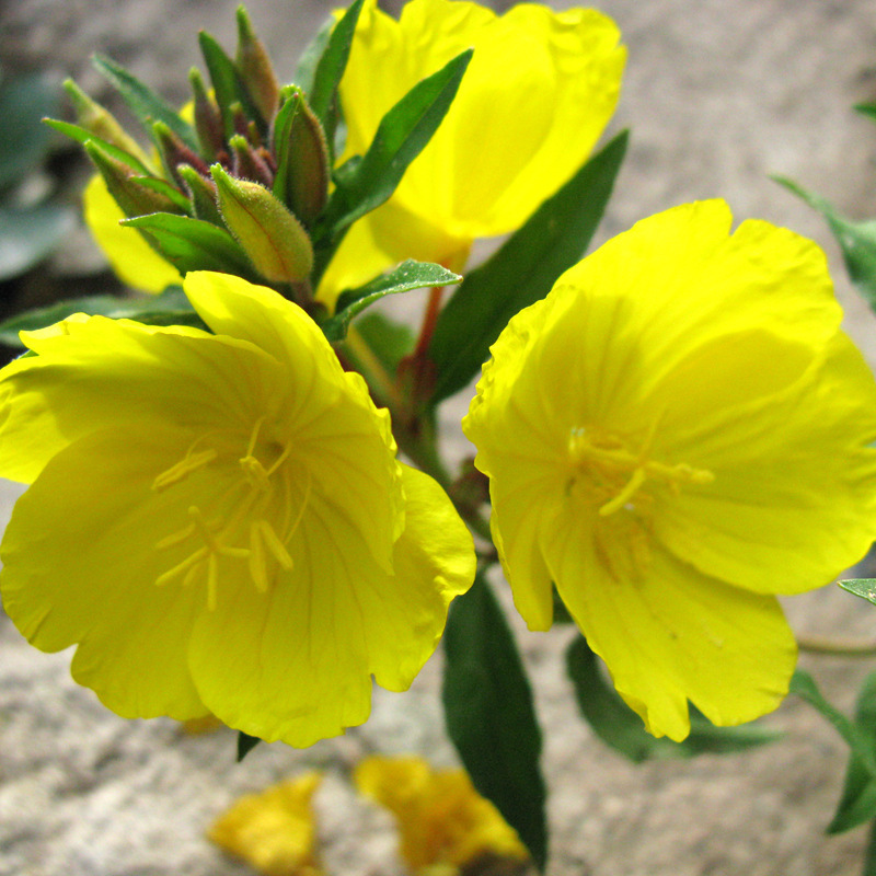 黄花月见草花种子夜来香室外景观庭院绿化观花种籽四季播花卉批发