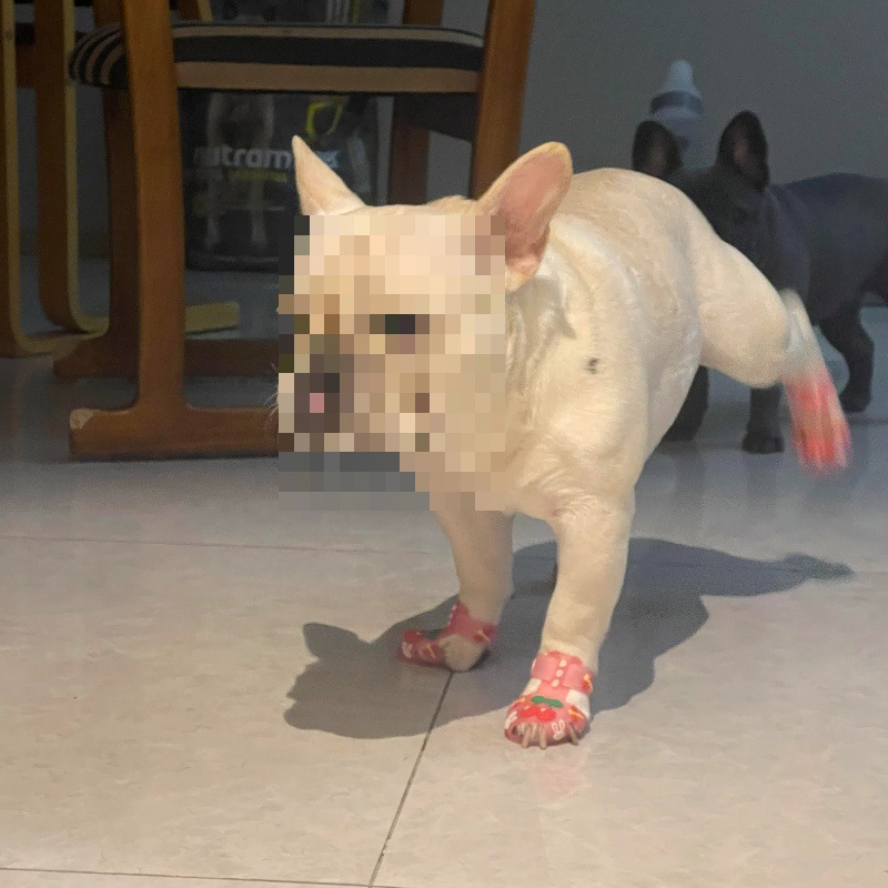 Zapatos de verano para perros zapatos de animación antideslizante transpirables zapatos de lluvia impermeables para perros pequeños