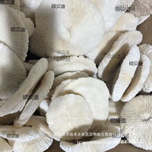 天然白珊瑚圆形海菊花海蘑菇贝壳鱼缸造景道具装饰品摆件水晶消磁