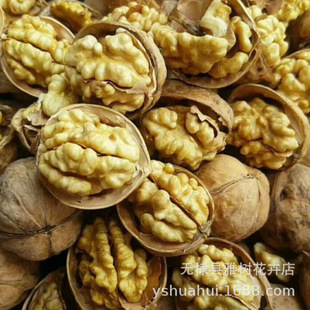 Xinjiang Aksu Paper-Skinned Walnut Seedlings with a Temperature of 185 Paper-Skinned Walnut Seedlings with Thin Shells Like Paper Walnut Seedlings That Bear Fruit in the Same Year