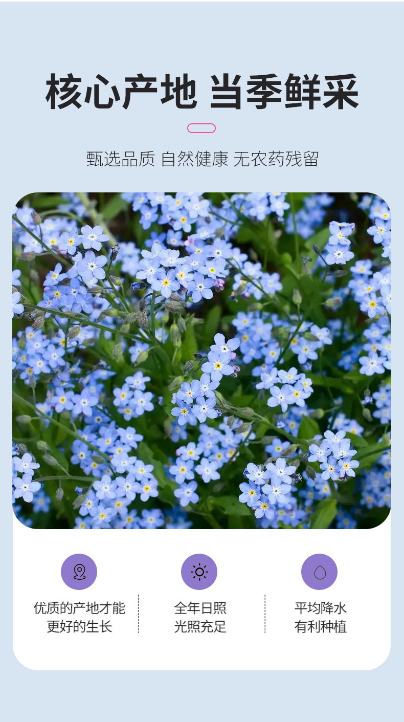 Dried Forget-Me-Not Flowers 500g Bulk Wang Bu Liu Xing Herbal Tea and Decorative Use key features
