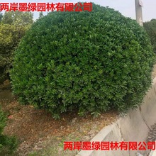 ��ͩ�� ���~�S�� �t���^ľ  С�^�G�� ��ɭŮ ���׶����е��G��