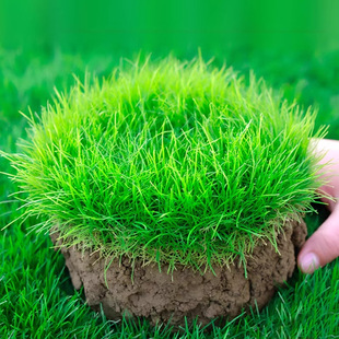 Lawn Seeds Grass Seeds Manufacturer Dwarf Four-Season Green Dog Tooth Root High Sheep Grass Clover Seeds Greening Grass Seeds