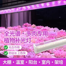 ֲ���ȫ���VLEDֲ�����L���҃ȟ�ֲ�M������̫ꖹ��߲��a�����