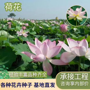 Factory Wholesale Lotus Seedlings, Planting Lotus, Lotus Root Seedlings, Base Ornamental Aquatic Plants, Lotus Lotus Seedlings