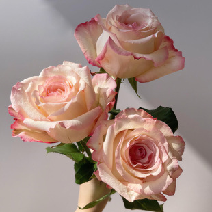 Dropshipping Joyce Kenyan Rose Seedlings Potted Balcony Courtyard Blooms Pink Flowers All Year Round with Strong Fragrance