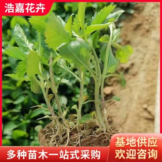 柳叶马鞭草青州基地花苗宿根花卉马鞭草批发紫色花海马鞭草
