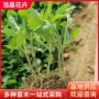 青州花海基地紫色马鞭草
