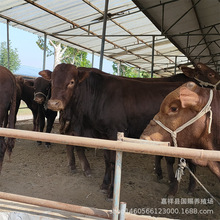 ���T����ţ�� �����Sţ��ľٝţ���Nţ����˹��ţ��ţ ��Ʒţ