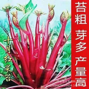 ʮ�¼t��̦�N�� �����߮a �^���߲� �����＾�Nֲ �̨�������N��