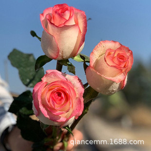 Розовые саженцы айшавеи герцог герцог розового цветочного цветочного горшка четыре сезона, сажая четыре сезона цвету