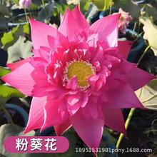 水培植物碗莲花卉室内花好养四季开花种子籽水养荷花盆栽客厅跃宠