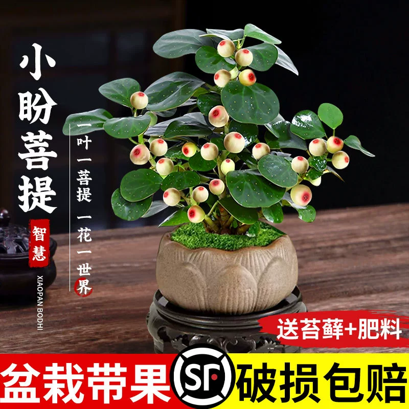 Маленькое дерево Бодхи в горшке с фруктами. Китайский бонсай в стиле дзен. Легко поддерживать в офисе. Зеленое растение.