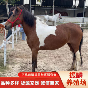 �����R���_�Rƥ�ό� Ԓ�ĵ±����R�r�������е��B�R���T���R�Bֳ