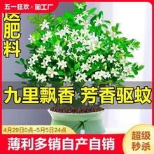 九里香盆栽水培植物室内驱蚊草四季开花七里香好养绿植带花苞客厅