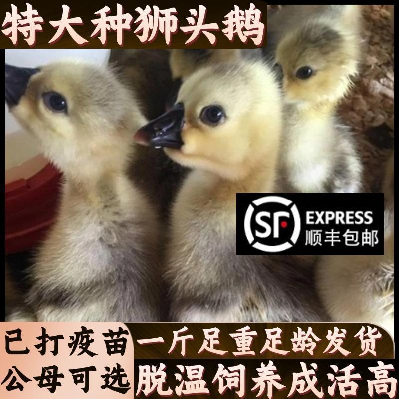 （15只）正宗头鹅活苗一斤特大种子头鹅小鹅仔纯种大型鹅半斤
